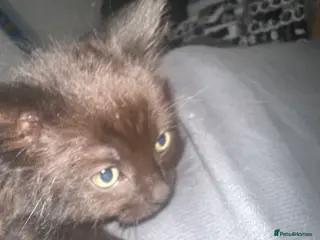 Ragdoll cats Ragdoll cross Bengal - Advert 14