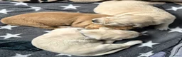 Golden Retriever dogs for sale: 5 Beautiful Golden Retriever's  - Advert 16