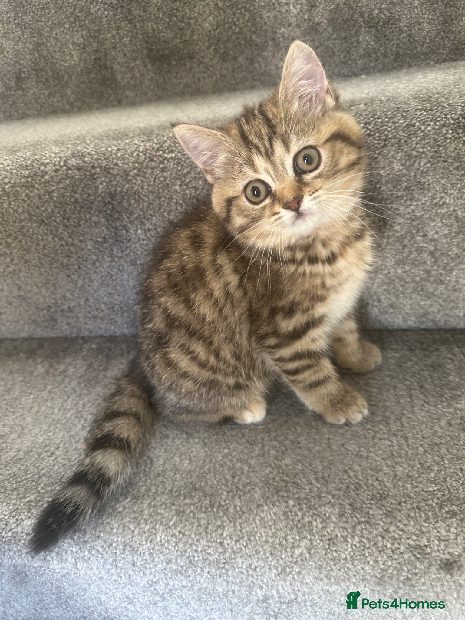 British Shorthair cats 😻DISCOUNTED PRICE🙀BeautifulBSH Kittens 🐈‍⬛ 🩷💙 - Advert 1