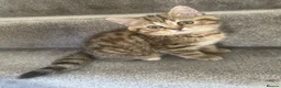 British Shorthair cats for sale: 😻DISCOUNTED PRICE🙀BeautifulBSH Kittens 🐈‍⬛ 🩷💙 - Advert 1