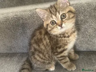 British Shorthair cats 😻DISCOUNTED PRICE🙀BeautifulBSH Kittens 🐈⬛ 🩷💙 - Advert 1