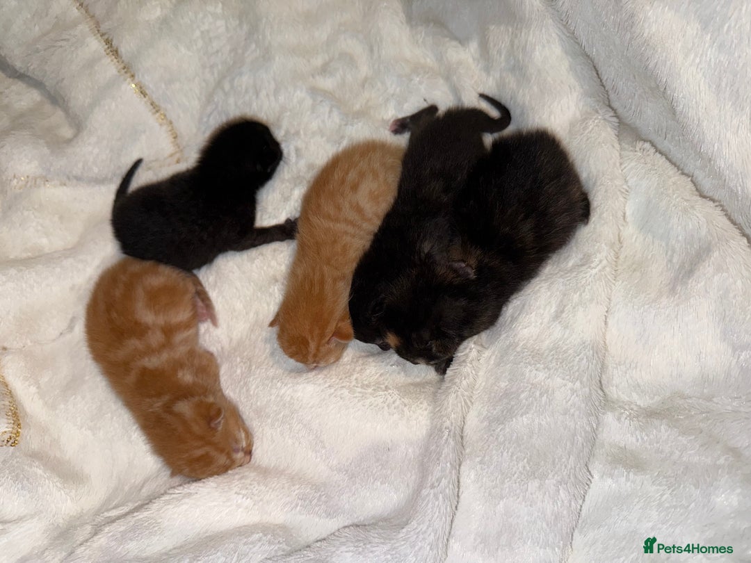 Mixed Breed cats for sale: Kittens for sale - Image 5