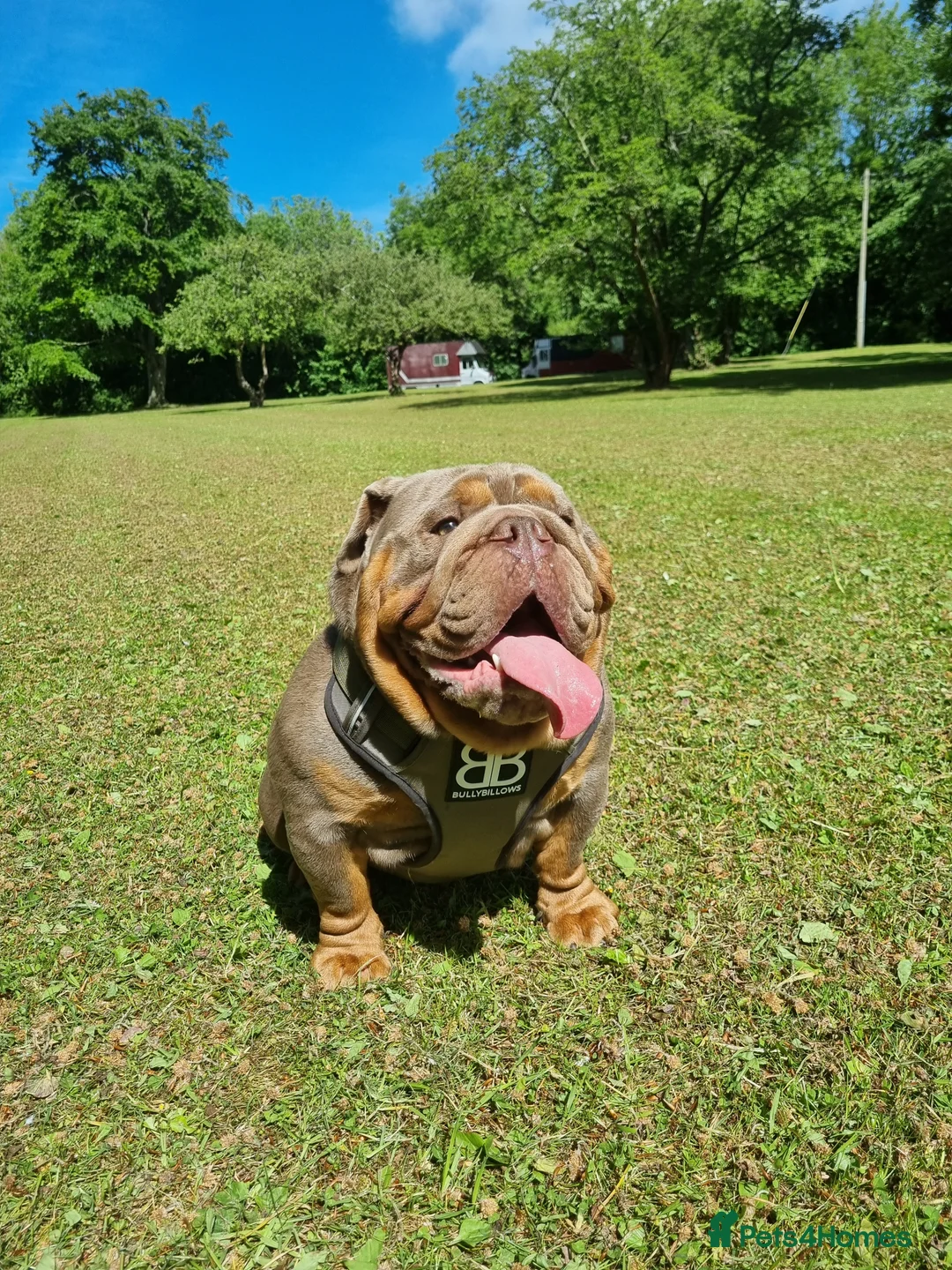 English Bulldog dogs for stud: Proven Full suit lilac and tan KC Bulldog for stud in Huddersfield - Advert 13