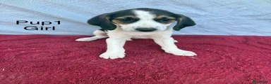 Beagle 1