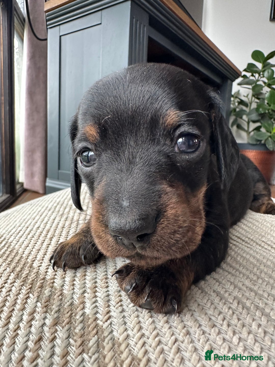 Miniature Dachshund dogs for sale: Ready Soon - Gorgeous KC Reg. Miniature Dachshund - Advert 7
