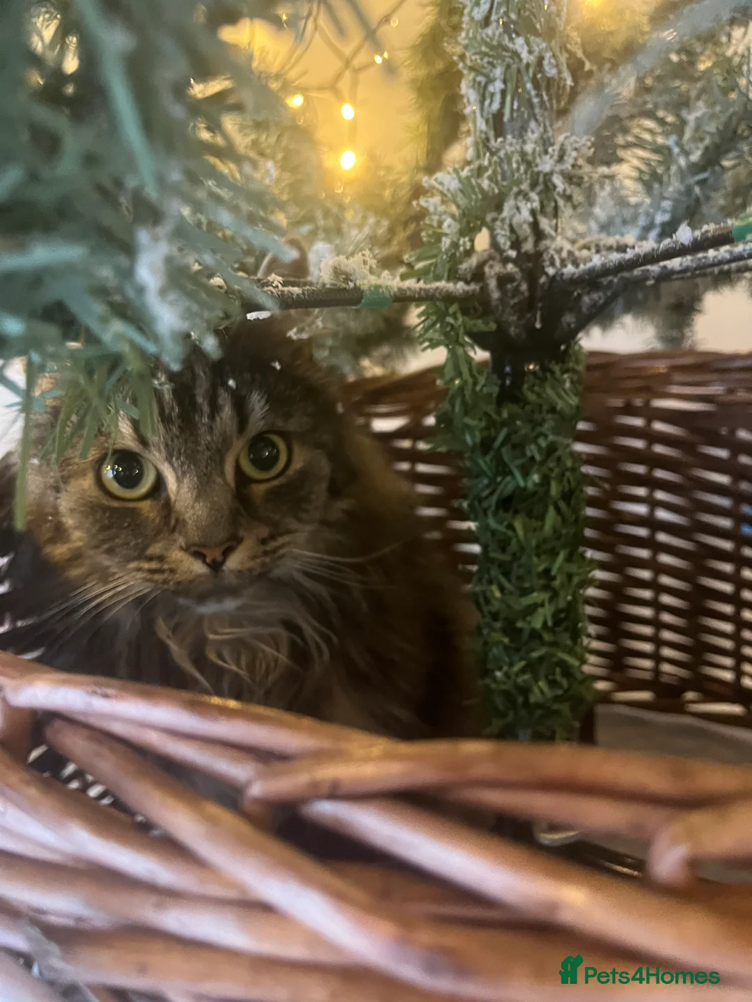 British Longhair cats for sale: Male Long haired mixed breed  - Advert 7