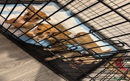 Chihuahua dogs for sale: Chihuahua pups - Image 11