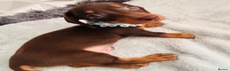 Miniature Dachshund dogs for sale: 🌟🌟Beautiful tan/fawn miniature dachshund🌟 🌟 - Advert 39