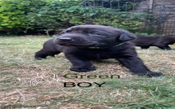 Mixed Breed dogs for sale: 3/4 Labradors puppy’s for sale  - Image 3
