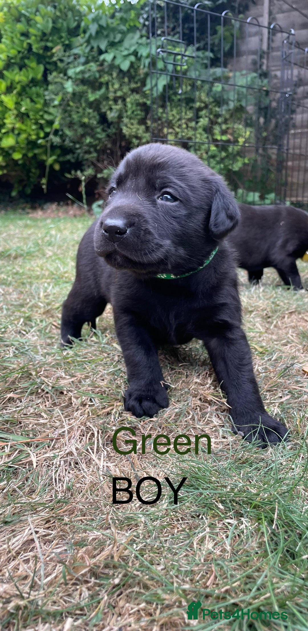 Mixed Breed dogs for sale: 3/4 Labradors puppy’s for sale  - Image 3