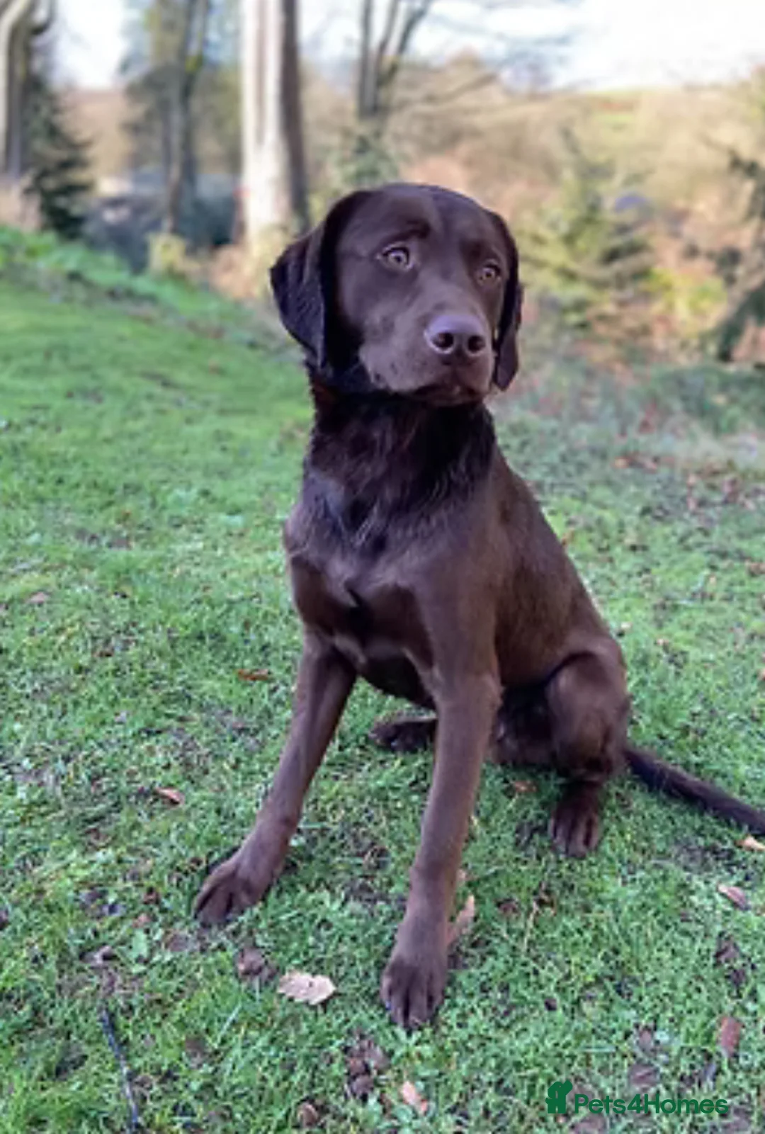 Labrador Retriever dogs for sale: ⭐️Gorgeous Kc Chocolate Labrador Puppies⭐️ - Advert 15
