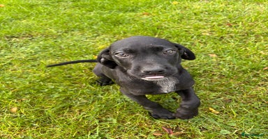 Labrador Retriever dogs - Advert 5