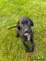 Labrador Retriever dogs - Advert 7