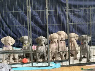 Weimaraner dogs 🌟4 🩶&💙 KC Reg Weimaraners 🩷&💙 READY 2 LEAVE🌟 - Advert 3