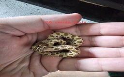 Snake reptiles for sale: Western Hognose Snakes Adults&Hatchlings - Image 12