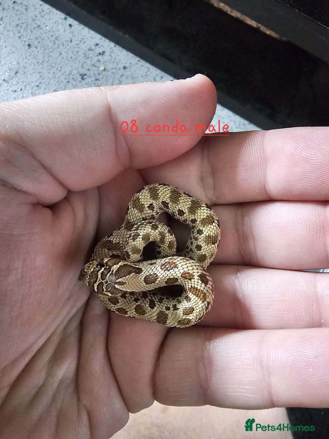 Snake reptiles for sale: Western Hognose Snakes Adults&Hatchlings - Image 12