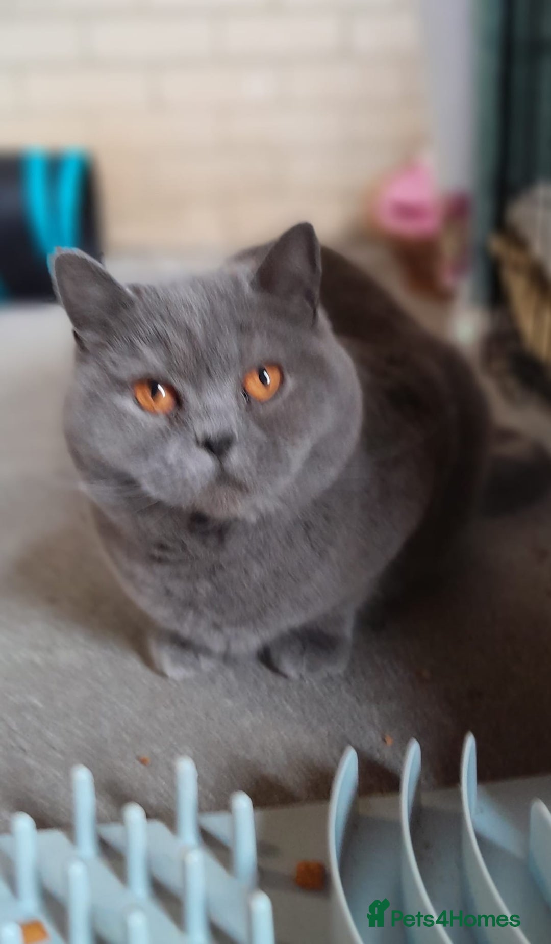 British Shorthair cats for sale: STUNNING SOLID BLUE GCCF BSH GIRL - Advert 2