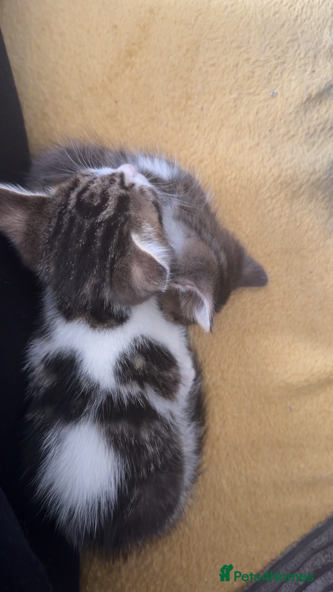 Mixed Breed cats Kittens for sale  - Advert 7