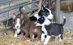 Border Collie dogs for sale: Border Collie Puppies  - Image 4