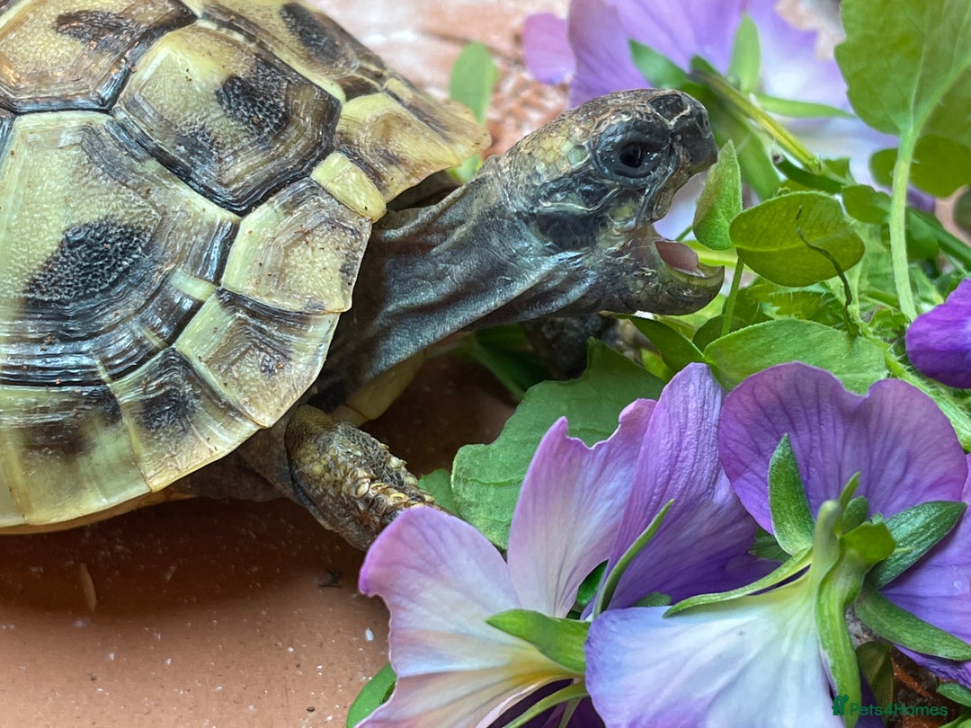 Hermann Tortoise reptiles for sale: 2023 hatchling - Image 3
