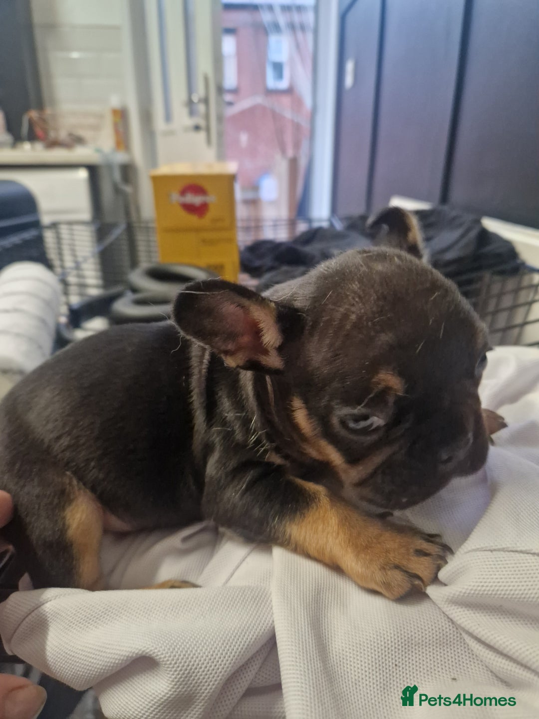 French Bulldog dogs for sale: Exotic French bulldog  - Advert 4