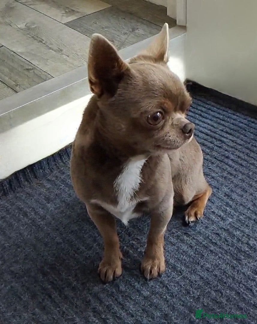 Chihuahua dogs KC reg-Health tested-PROVEN  - Advert 5