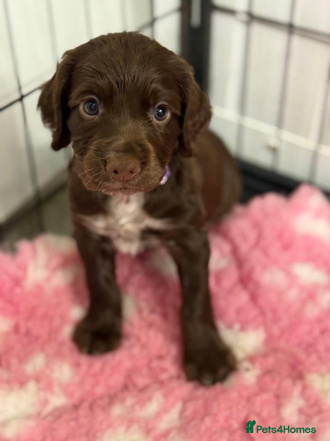 Cocker Spaniel dogs for sale: Working cocker spainel Puppys Ready to leave  - Image 10