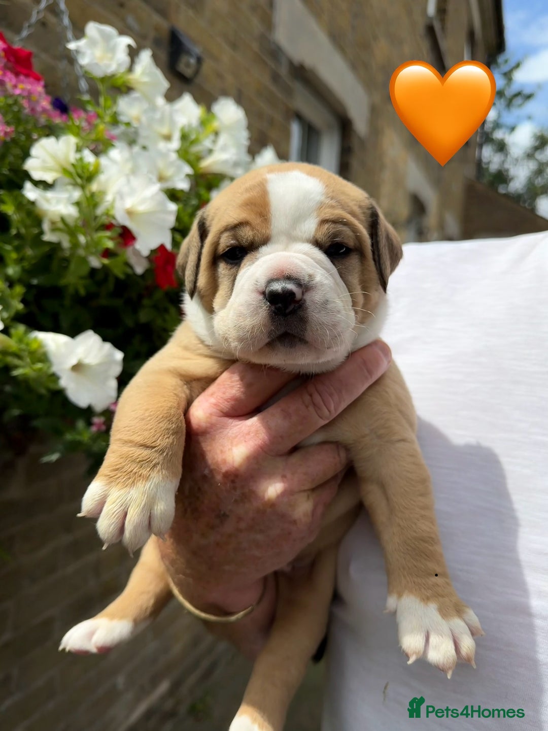 Old Tyme Bulldog dogs for sale: **Chunky NEBBER OLD TYME BULLDOG** - Image 5