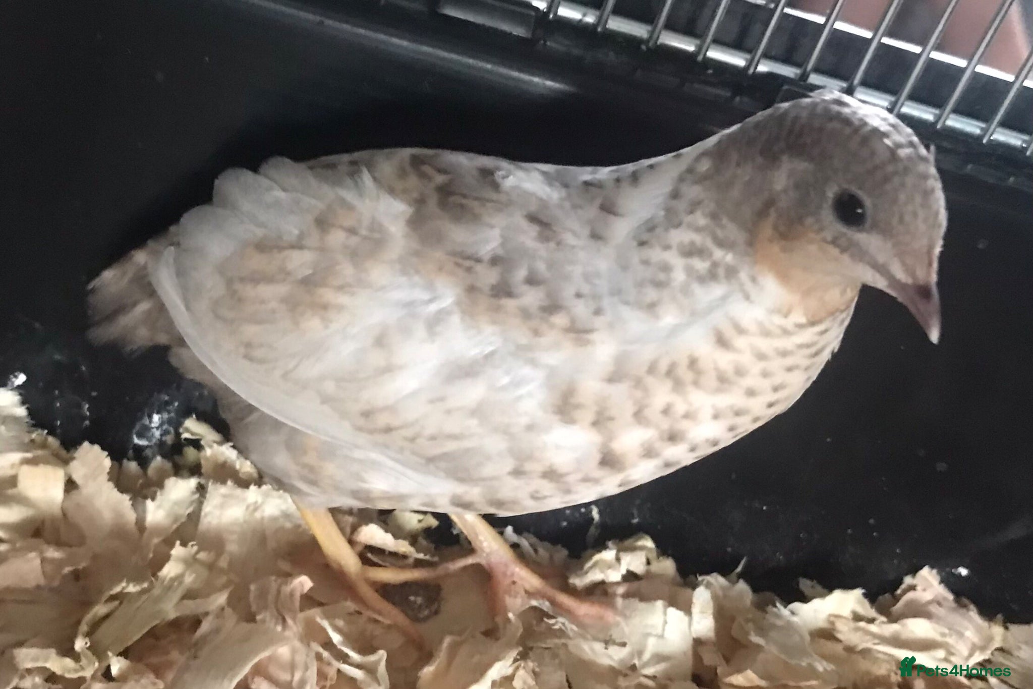 Quail poultry FEMALE CHINESE PAINTED BUTTON QUAILS ! - Advert 7