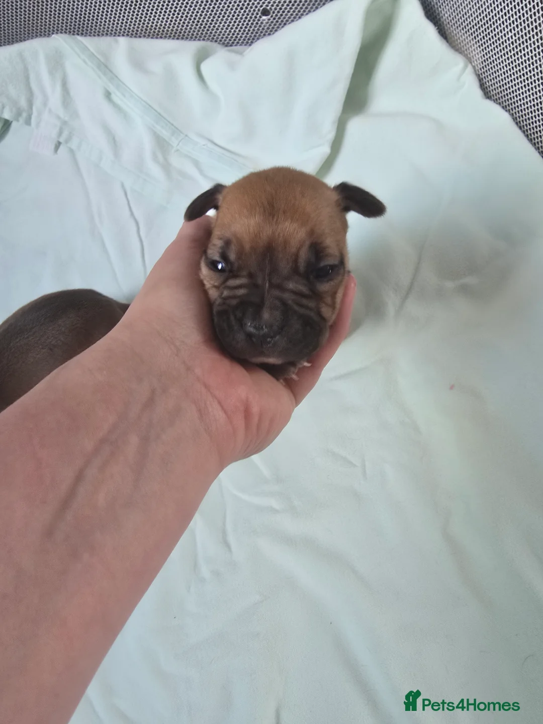 Mixed Breed dogs for sale: Beautiful American bulldog pups  - Advert 2