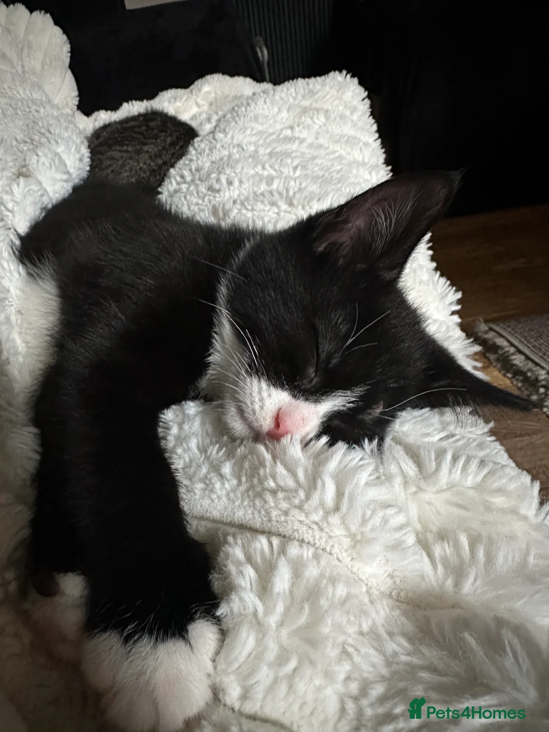 Mixed Breed cats for sale: 2 Beautiful loving kittens for sale  - Advert 9