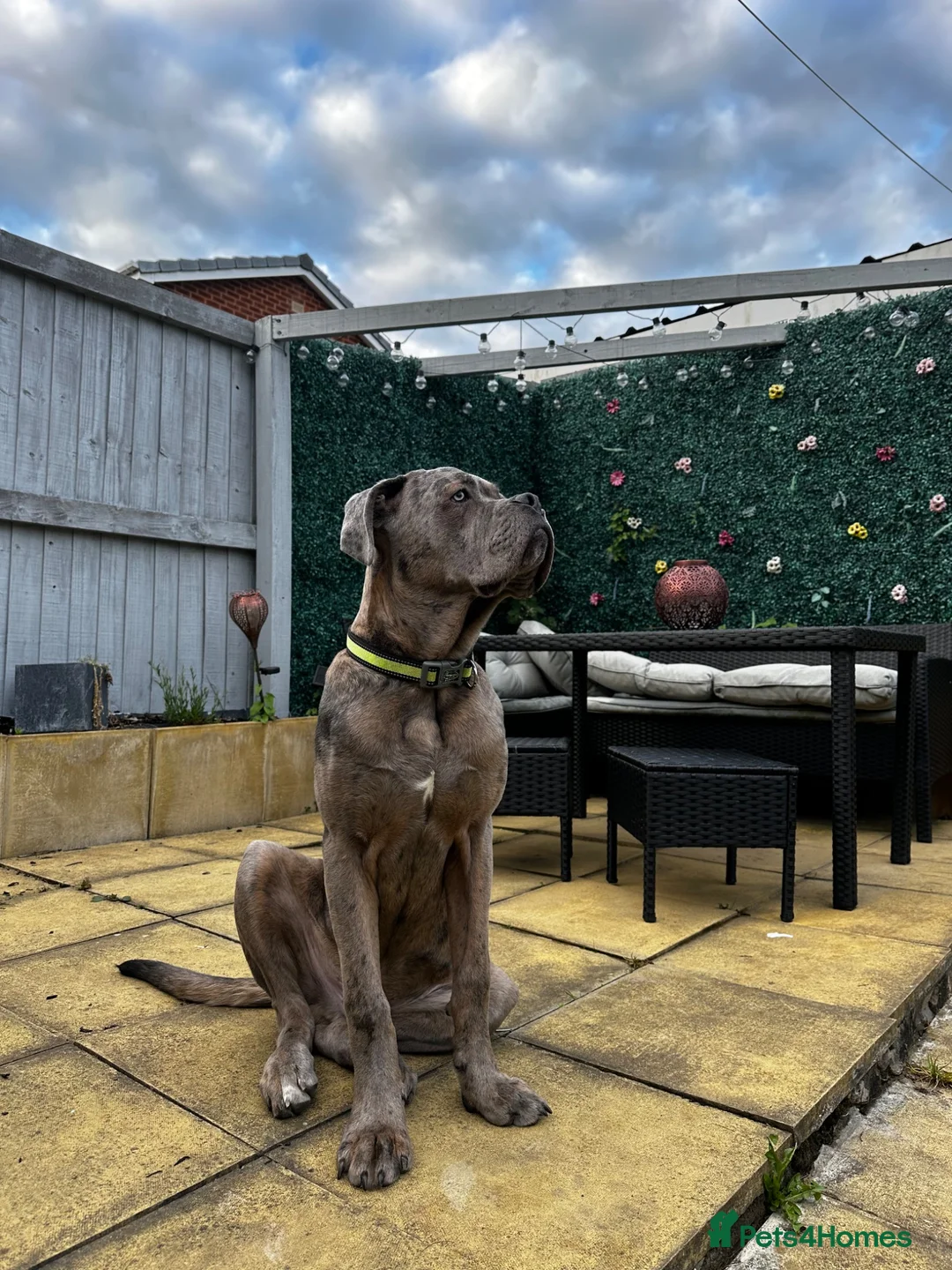 Mixed Breed dogs for sale: Italian Daniff  in Wakefield - Advert 1