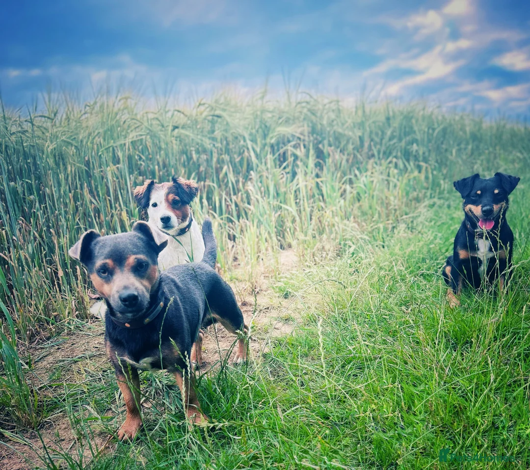 Jack Russell dogs for stud: Jack Russell Stud Blue & Tan in Hailsham - Advert 4