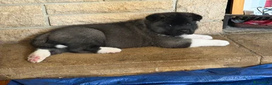 Akita 2