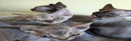 Devon Rex cats for sale: Pedigree TICA Registered Devon Rex  - Advert 6