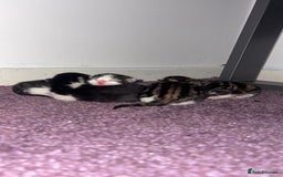 Mixed Breed cats for sale: Tabby kittens  - Image 5