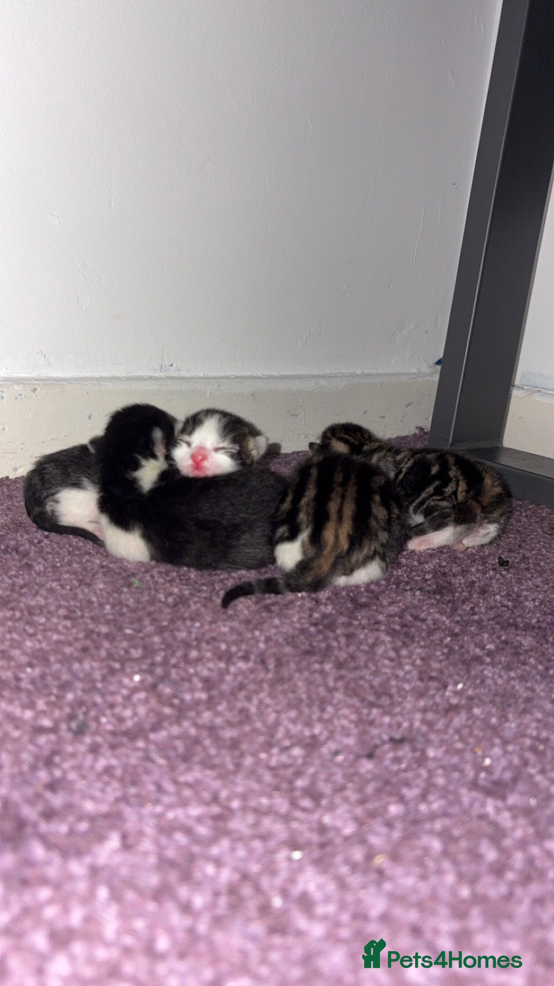 Mixed Breed cats for sale: Tabby kittens  - Image 5