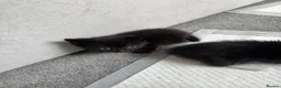 Mixed Breed cats for sale: 5 black and white kittens  in Leeds - Advert 12
