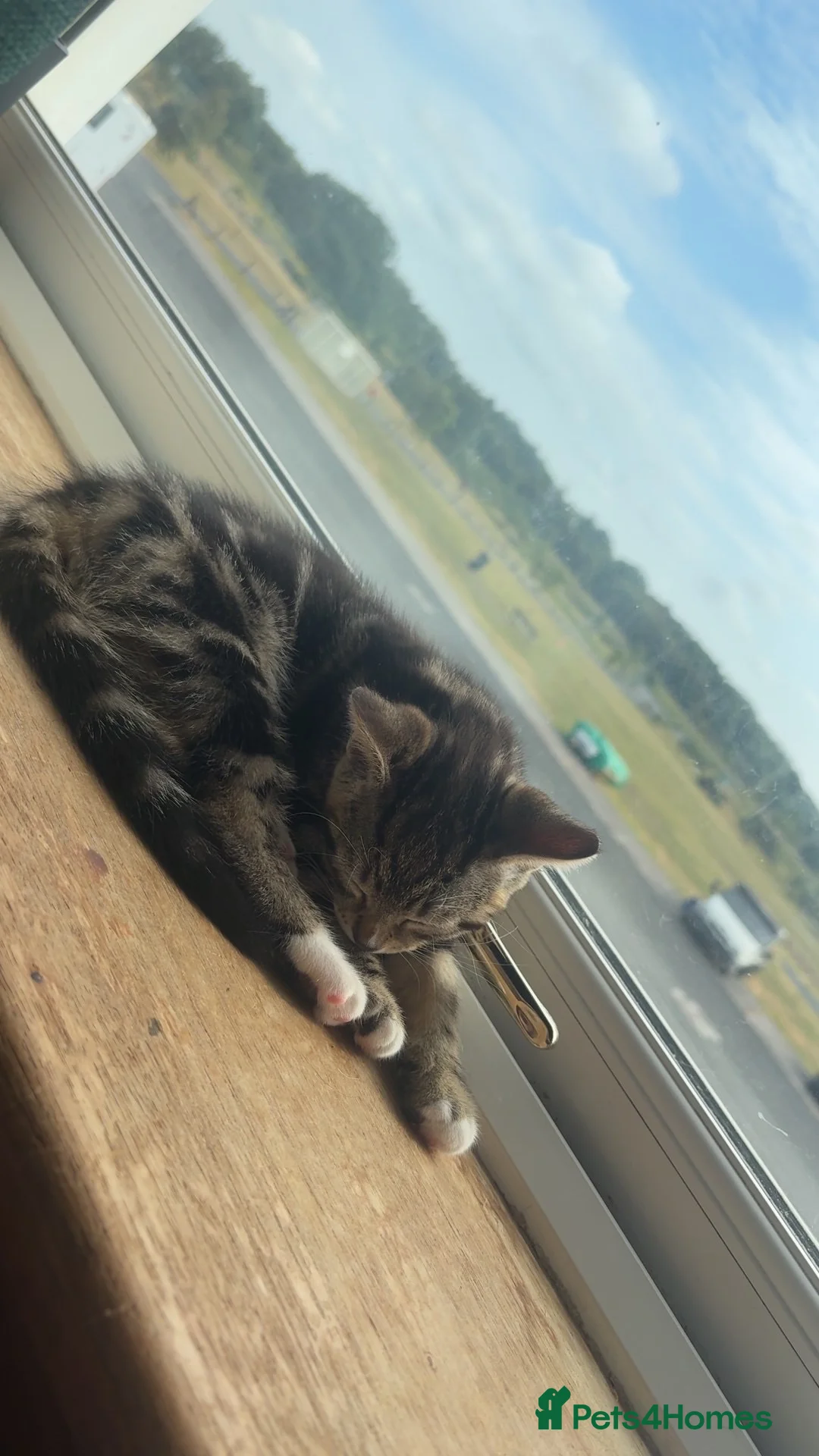 Mixed Breed cats for sale: Loving kittens for sale  in Irvine - Advert 1