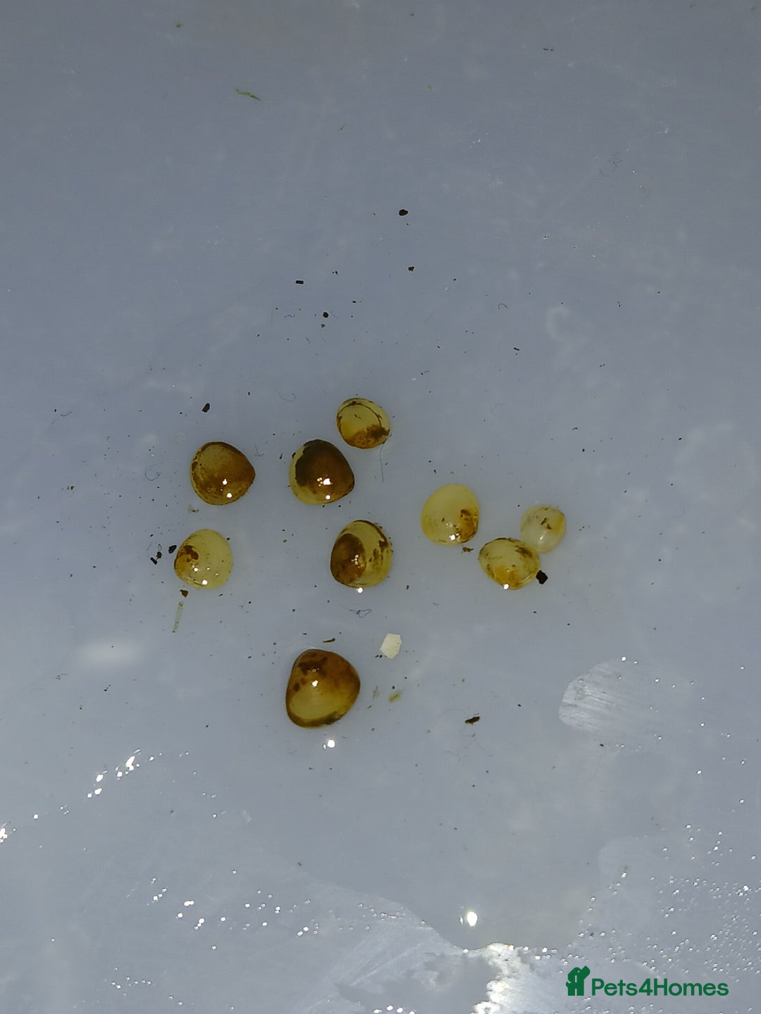 Other/Mixed Breed fish for sale: Pea mussel/ finger nail clam - Advert 4