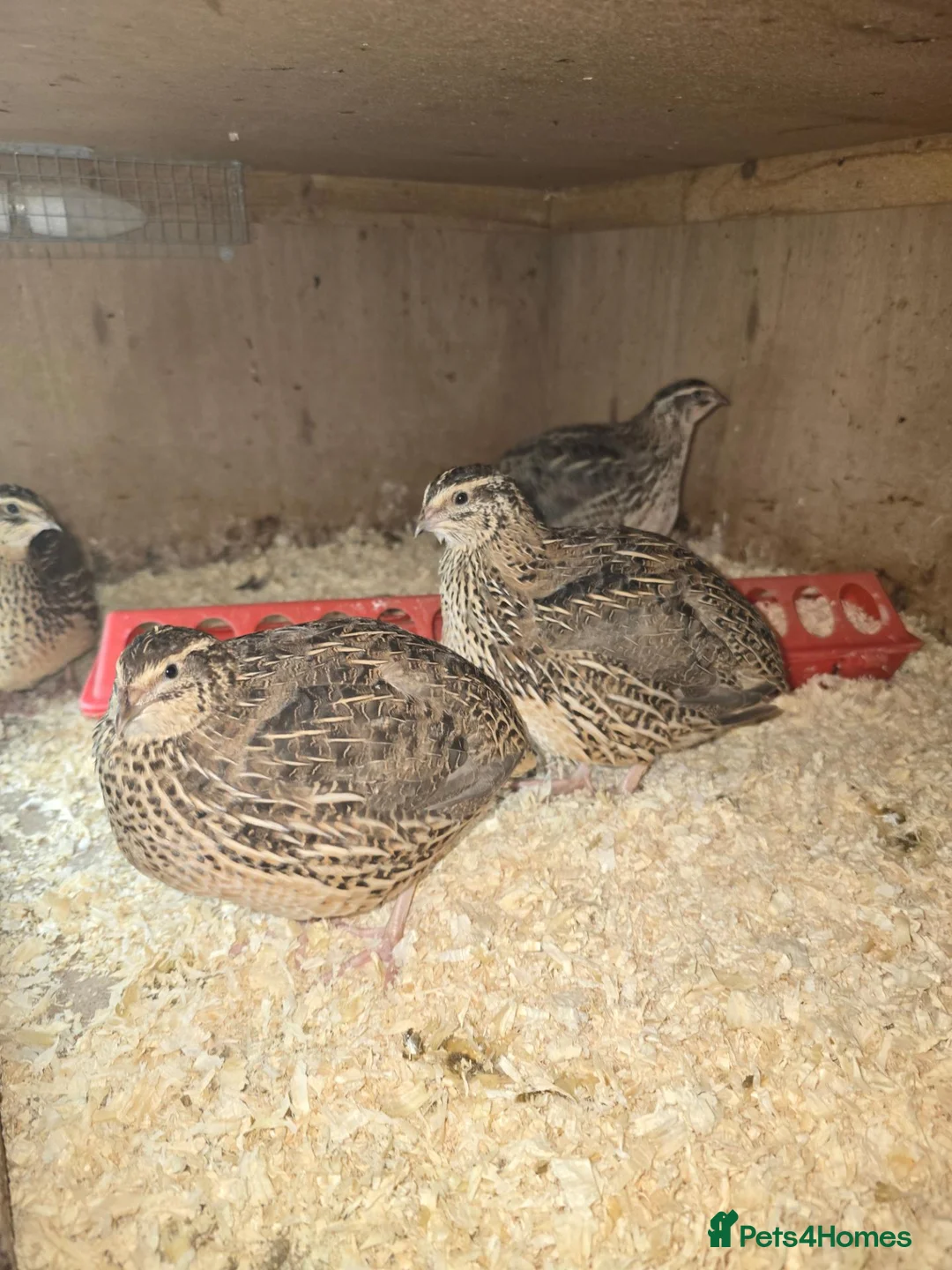Quail poultry for sale: XXXL Quail, Jumbo type - Advert 2