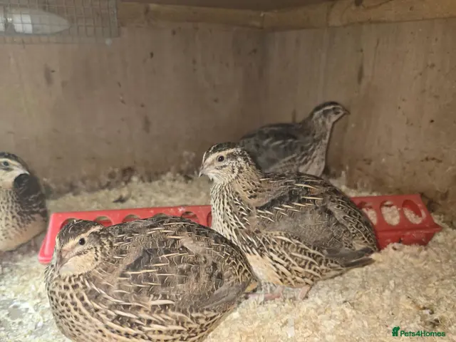 Quail poultry for sale: XXXL Quail, Jumbo type - Advert 2