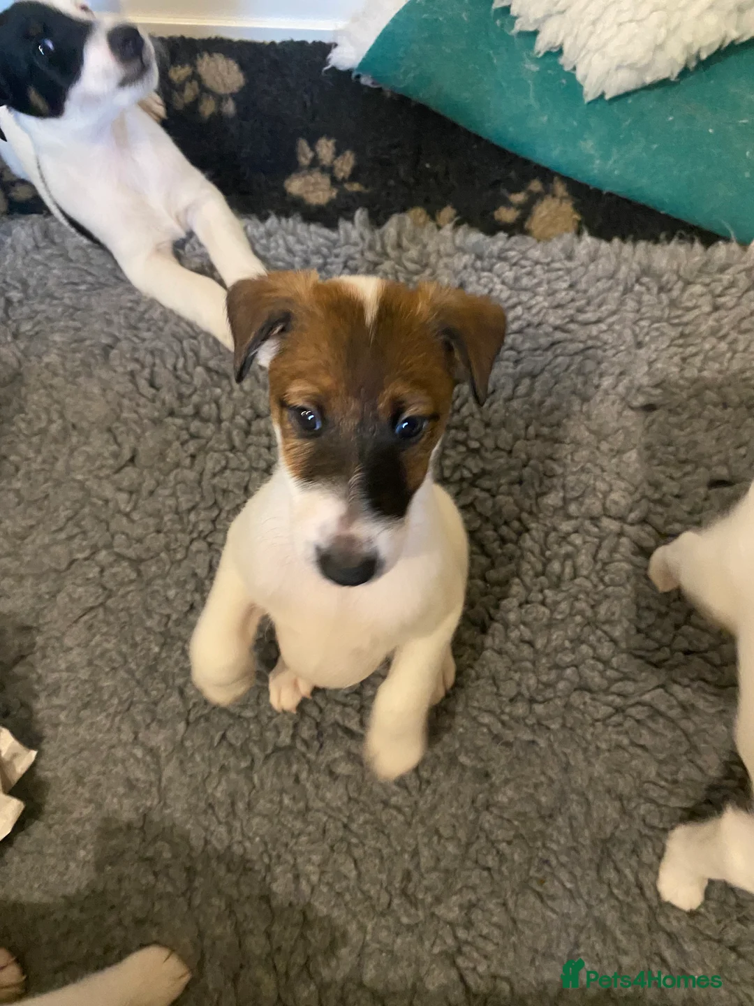 Fox Terrier dogs for sale: Smooth Fox Terrier beautiful home reared puppies   - Advert 7