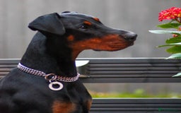 Dobermann dogs for sale: Beautiful Playful Girl - Image 1