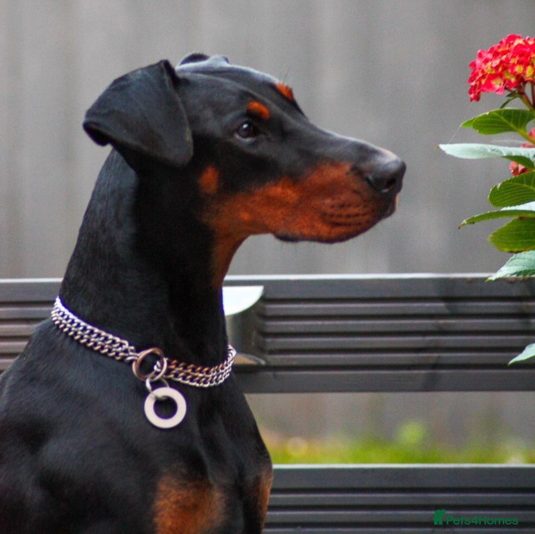Dobermann dogs for sale: Beautiful Playful Girl - Image 1