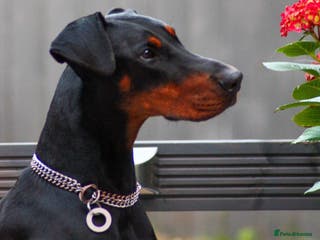 Dobermann dogs Beautiful Playful Girl - Advert 8