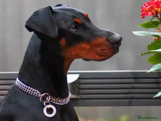 Dobermann dogs Beautiful Playful Girl - Advert 9