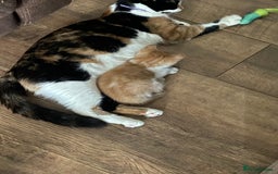 Mixed Breed cats for sale: 3 Male kittens  - Image 4