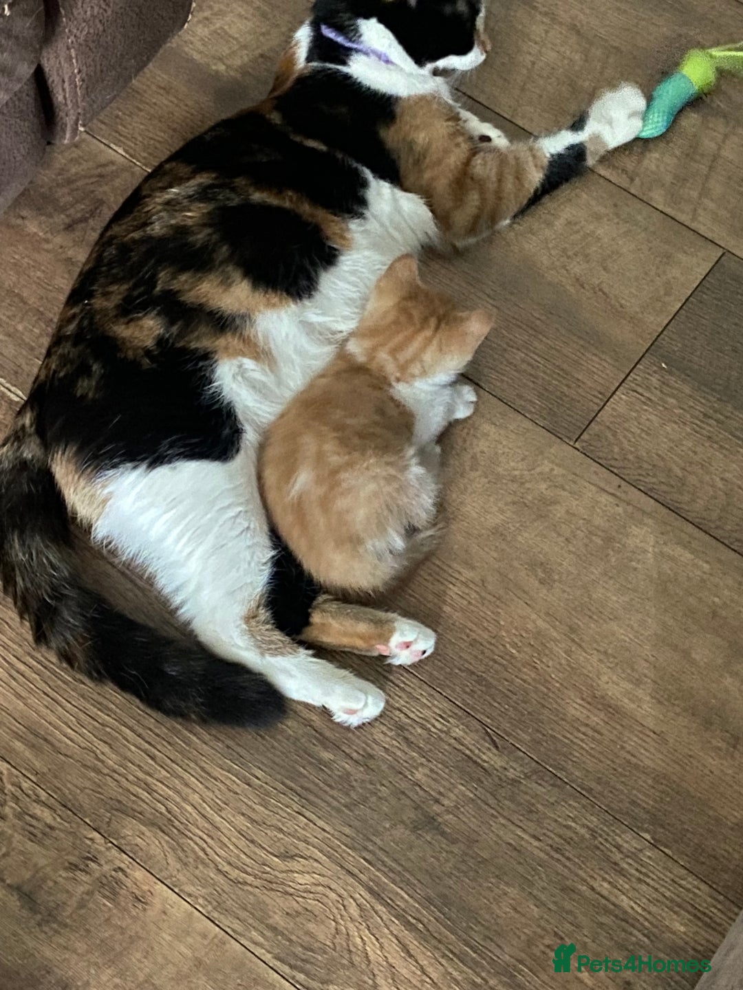 Mixed Breed cats for sale: 3 Male kittens  - Image 4