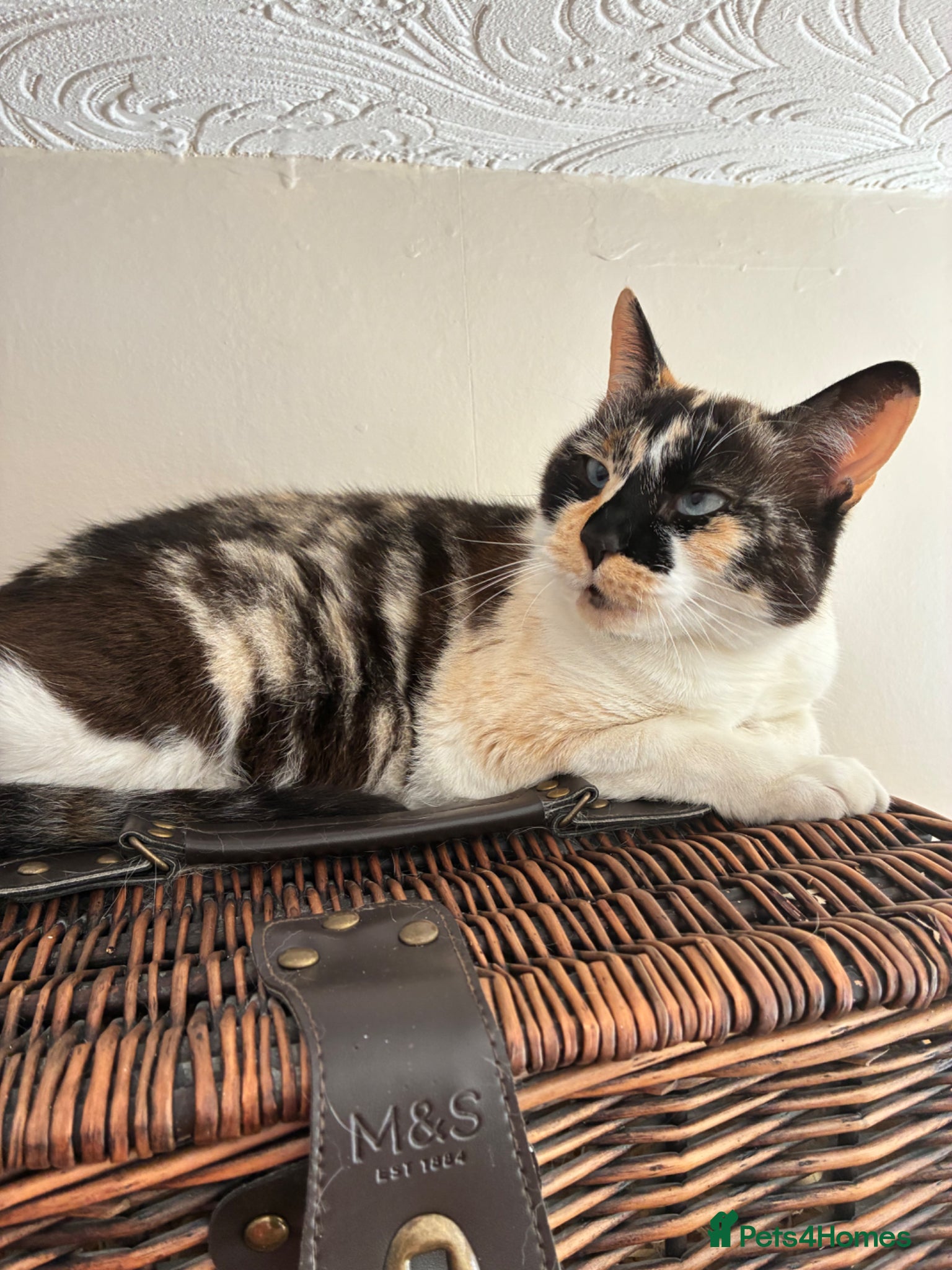 Mixed Breed cats adult cat for sale  - Advert 6